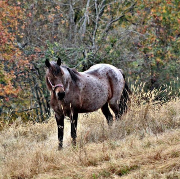 Meet your Posher, Xan - Picture 1 of 1